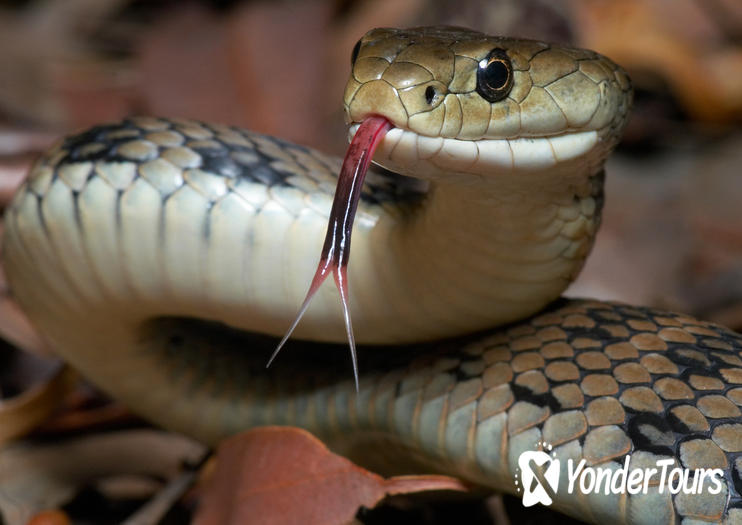 Snakes Downunder Reptile Park and Zoo