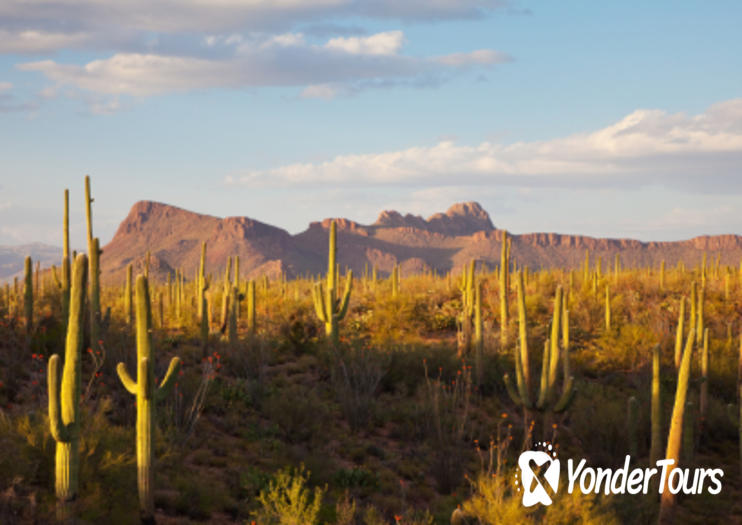 Sonoran Desert Sonoran Desert
