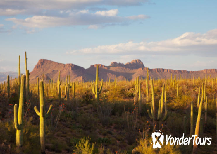 Sonoran Desert