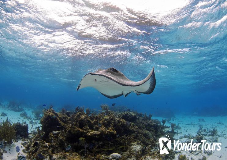 Stingray City Cayman Islands