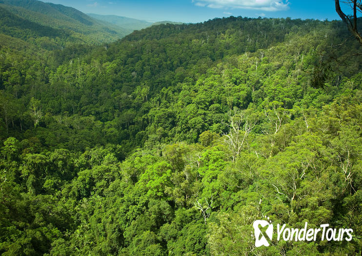 Tamborine Rainforest Skywalk