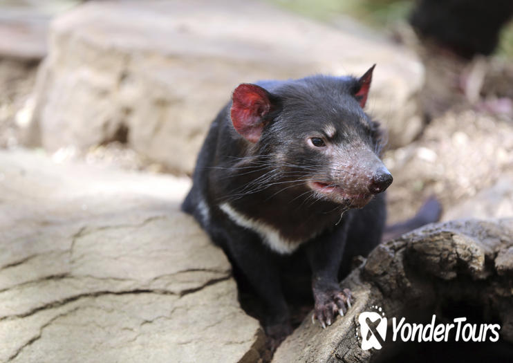 Taranna Wildlife Park (Tasmanian Devil Conservation Park)