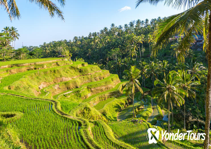 Tegalalang Rice Terrace