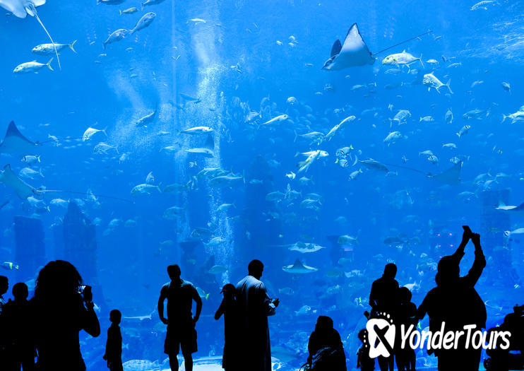 The Lost Chambers Aquarium in Atlantis, The Palm