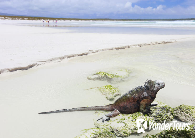 Tortuga Bay Beach