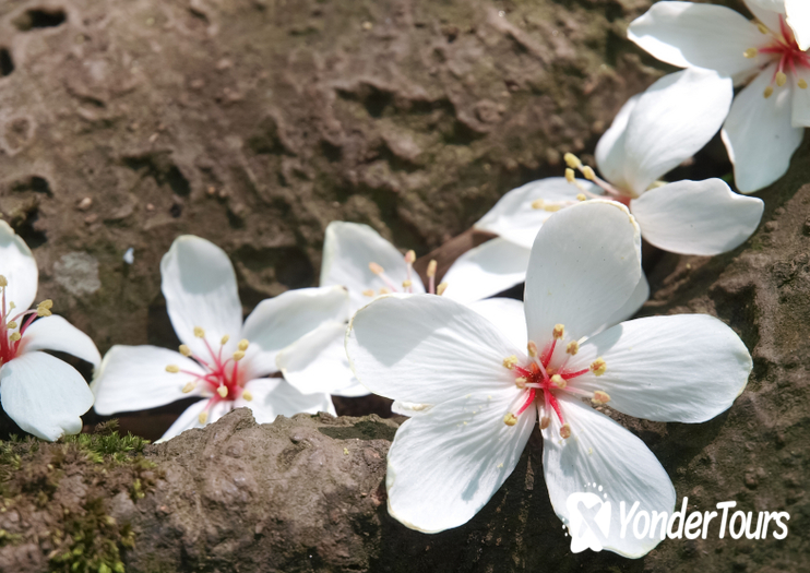 Tucheng Tung Blossom Trail Tucheng Tung Blossom Trail