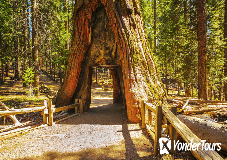 Tuolumne Grove Tuolumne Grove