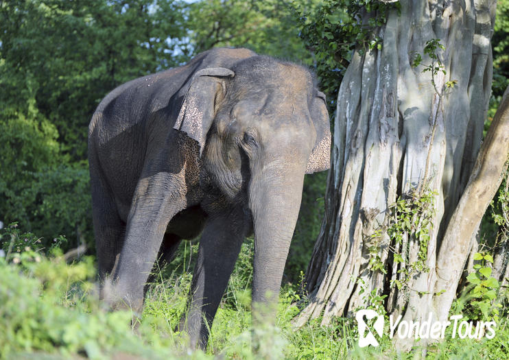 Udawalawe National Park