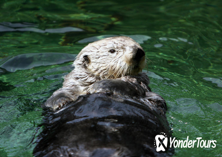 Vancouver Aquarium Vancouver Aquarium