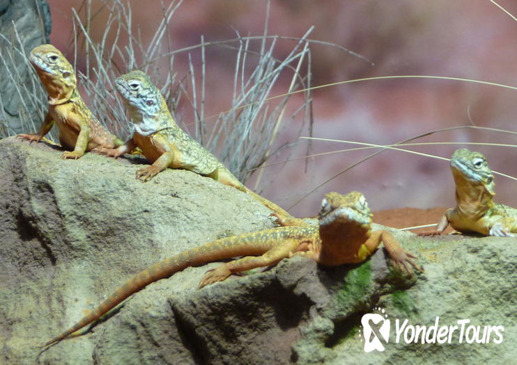 WILD LIFE Sydney Zoo