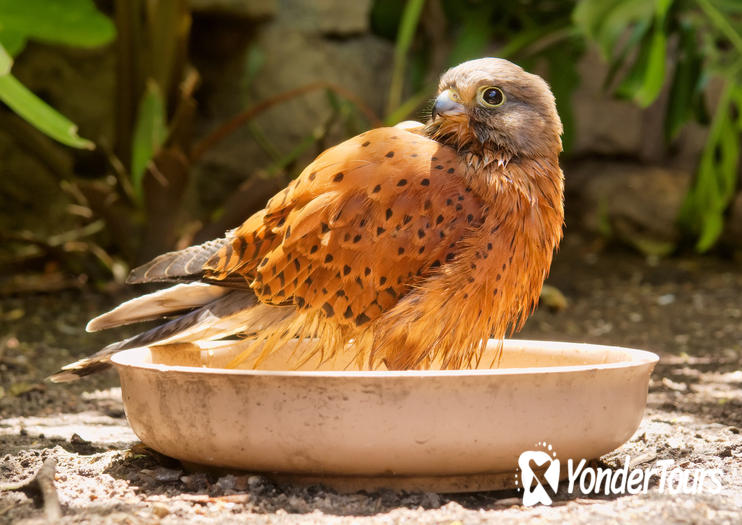 World of Birds World of Birds