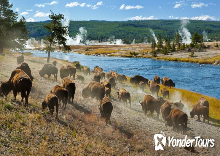 Yellowstone National Park