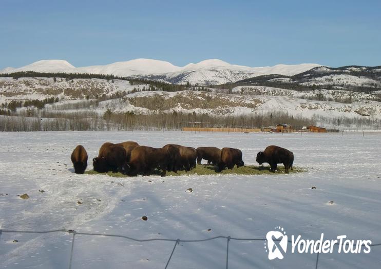 Yukon Wildlife Preserve