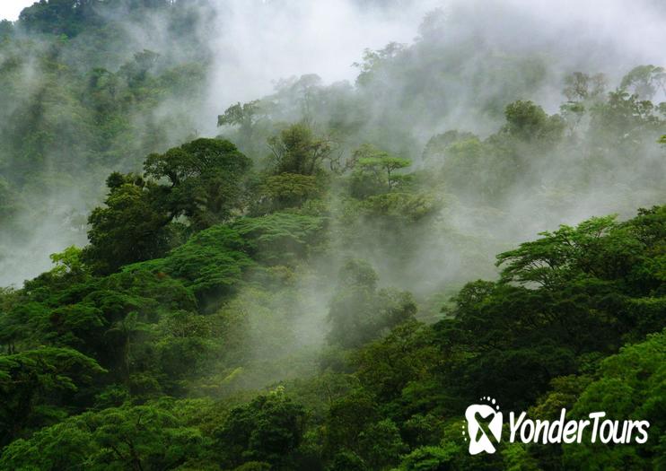 Children's Eternal Rain Forest (Bosque Eterno de los Niños)