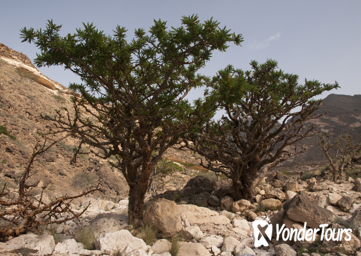 Land of Frankincense Land of Frankincense