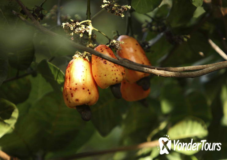 Pirangi Cashew Tree (Cajueiro de Pirangi)