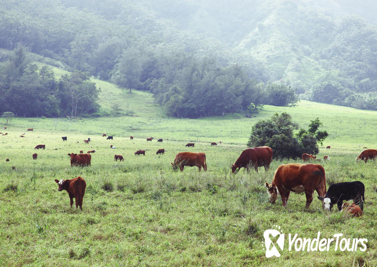 Ulupalakua Ranch