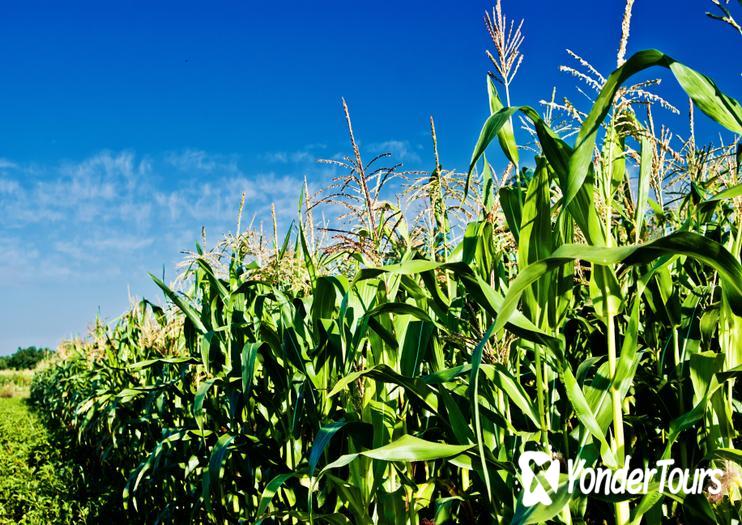 York Maze