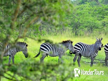 1 Day Lake Mburo Tour from Kampala