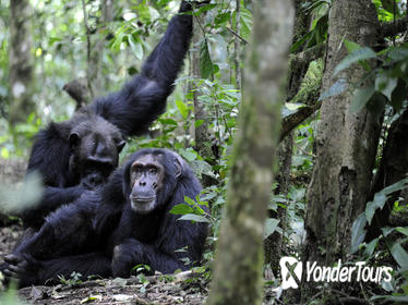 10 Days Classic Uganda Primate Tour and Community Work