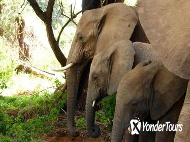 10 Days Kenya Private Luxury Wildlife Safari