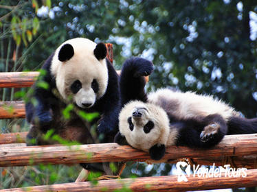 10-Day Best of China with Pandas Private Tour: Beijing, Xian, Chengdu & Shanghai