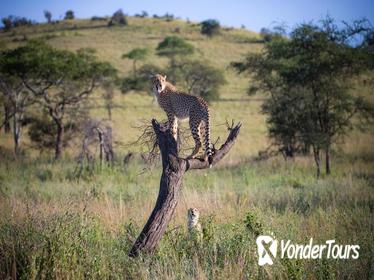 10-Day Serengeti Wildebeest Migration Safari from Arusha