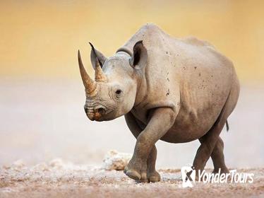 11 days -Tanzania wildlife Safari and Zanzibar Beach Holiday 11 days -Tanzania wildlife Safari and Zanzibar Beach Holiday