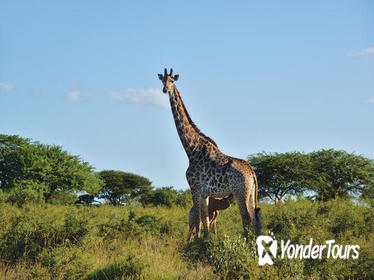 12-Day Highlights of the Cape and KwaZulu Natal Tour from Cape Town 12-Day Highlights of the Cape and KwaZulu Natal Tour from Cape Town