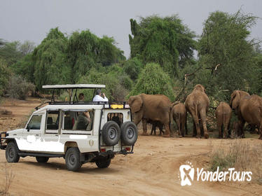 13 Days Best of Kenya Wildlife Safari Trail