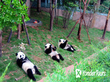 13-Day Grand China with Pandas Join-in Tour: Beijing, Xian, Chengdu, Yangtze River Cruise and Shanghai