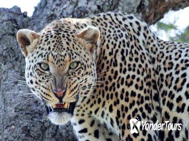 14-Days Bush to Beach Holiday From Arusha: Tarangire National Park, Lake Manyara and Ngorongoro