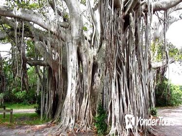 1-Hour Bike Tour of Hugh Taylor Birch State Park