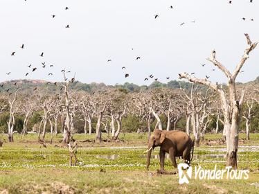 2 Day Tour To Sinharaja Rain Forest & Udawalawa From Colombo