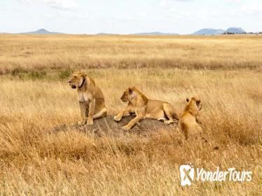 2 Days Safari From Arusha Town, Tanzania 2 Days Safari From Arusha Town, Tanzania