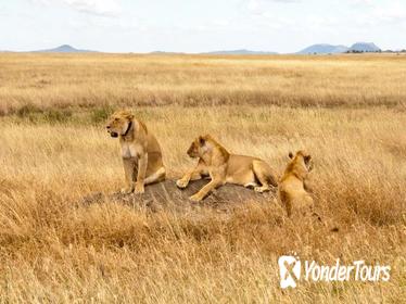 2 Days Safari From Arusha Town, Tanzania