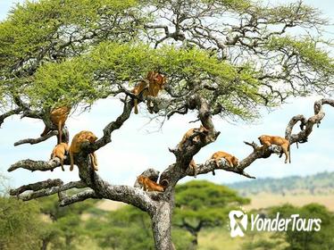 2 Days Short Safaris- - Lake Manyara Or Tarangire and Ngorongoro Crater