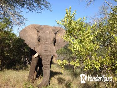 2 Night Elephant Tour from Nelspruit