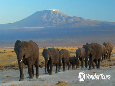 2-Day Amboseli National Park Safari