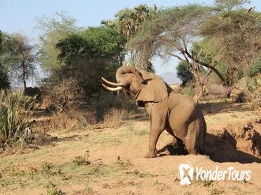 2-Day Amboseli National Park Small-Group Tour from Nairobi