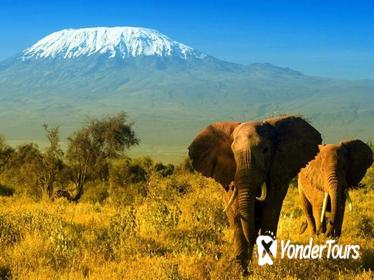 2-Day Amboseli Safari from Nairobi