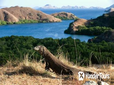 2-Day Komodo National Park and Rinca Island Wildlife Adventure from Bali