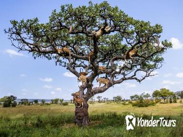 2-Day Lake Manyara and Ngorongoro Crater Private Safari from Arusha 2-Day Lake Manyara and Ngorongoro Crater Private Safari from Arusha