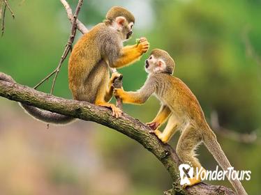 2-Day Maniti Eco-Lodge Jungle Adventure from Iquitos 2-Day Maniti Eco-Lodge Jungle Adventure from Iquitos