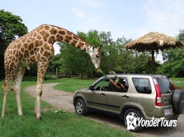 2-Day Tour: Auto Safari Chapín Zoo and Monterrico Black Sand Beach from Guatemala City or Antigua 2-Day Tour: Auto Safari Chapín Zoo and Monterrico Black Sand Beach from Guatemala City or Antigua