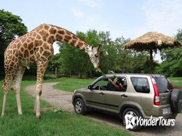 2-Day Tour: Auto Safari Chapín Zoo and Monterrico Black Sand Beach from Guatemala City or Antigua