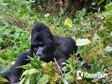 2days Gorilla Tracking Rwanda