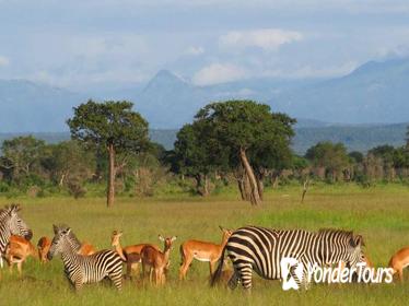 2-Night Mikumi National Park Safari from Dar es Salaam