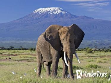 3 Days Amboseli & Tsavo West National Park Safari From Nairobi