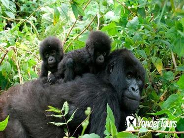 3 Days Gorilla Trekking to Bwindi